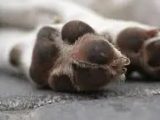 Стопани откриха кучето си в безпомощно състояние на двора си в град Батановци, води се разследване